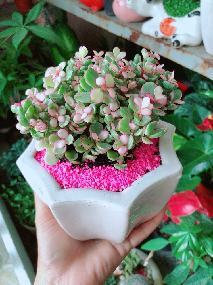 [HCM]Chậu Cây Cành Vàng Lá Ngọc