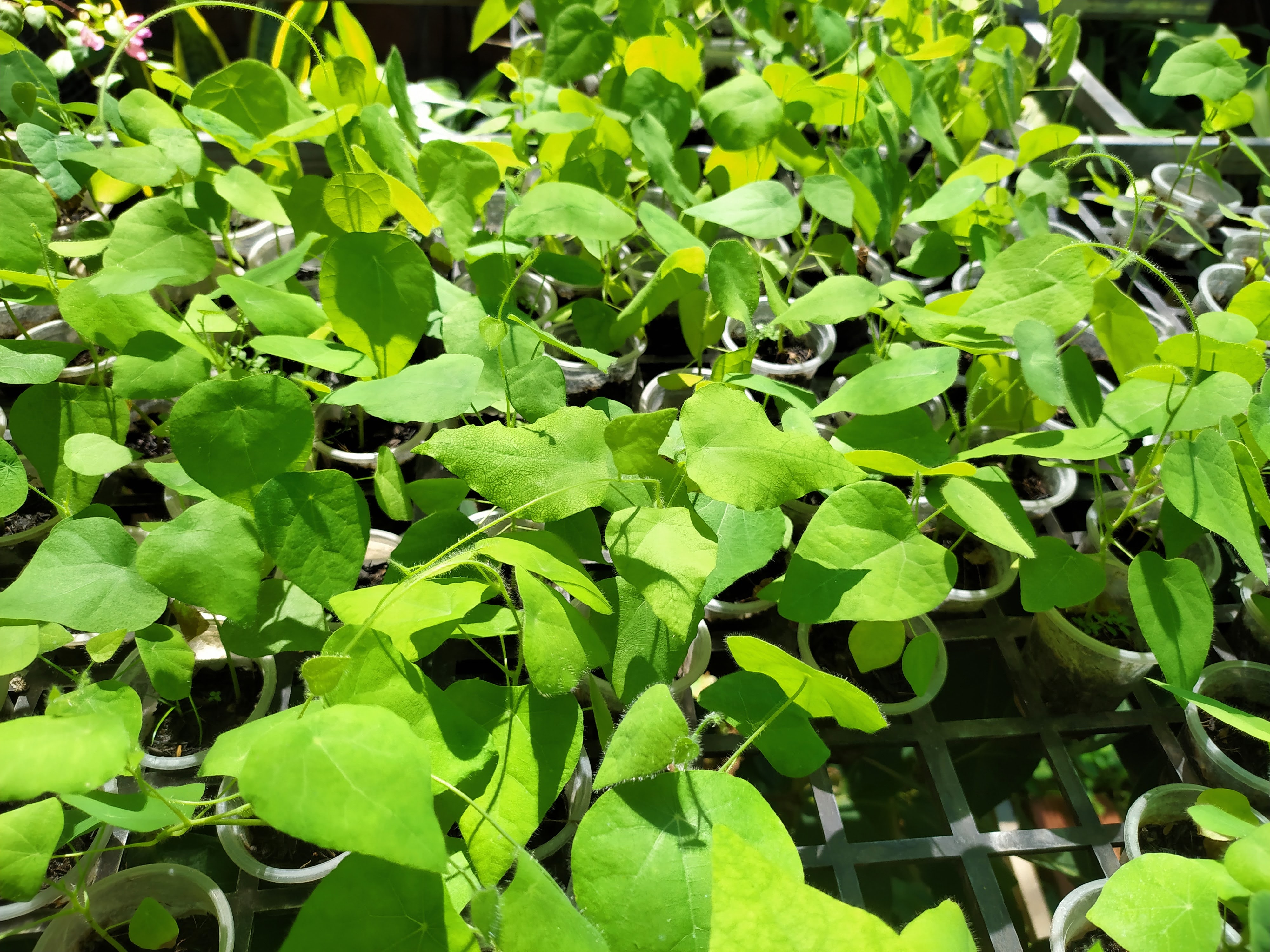 Combo of 10 forest ginseng plants (feather ginseng) sowing