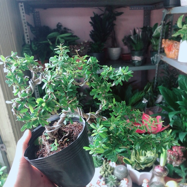 (xả kho đón tết) Cây Linh Sam