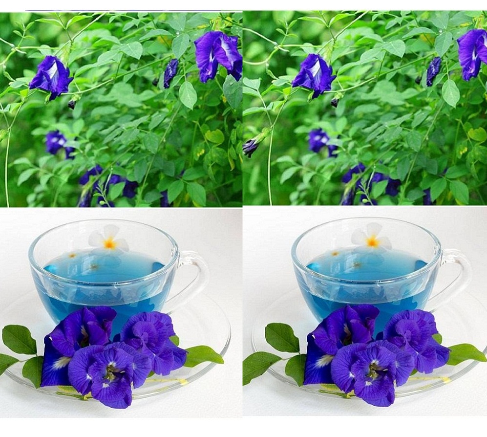 [HCM]Trà hoa đậu biếc 100gr