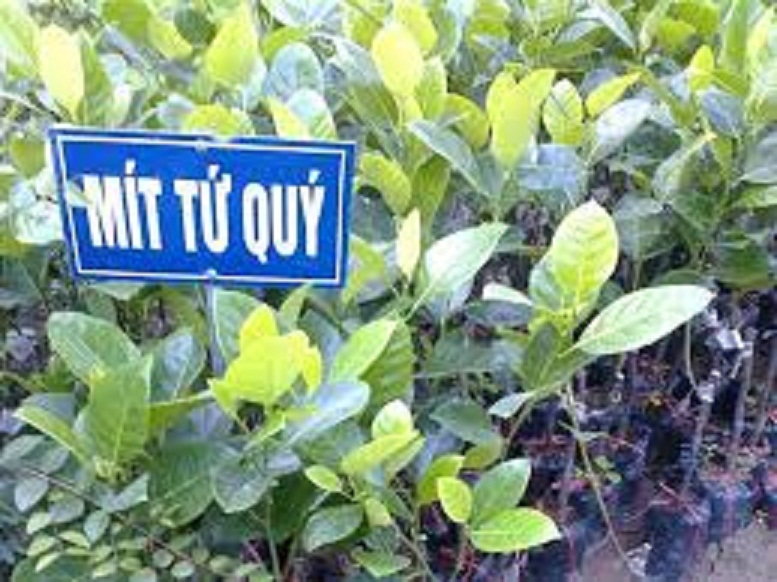CÂY GIỐNG MÍT TỨ QUÝ DA XANH