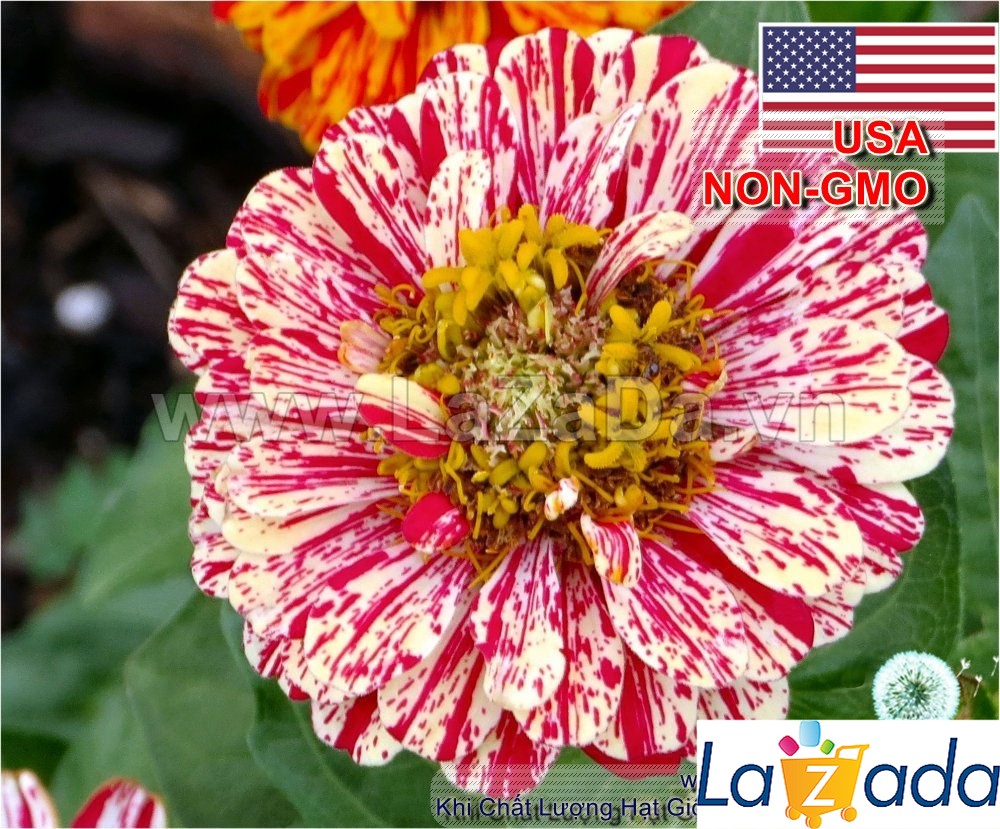 50h Hạt Giống Hoa Cúc Lá Nhám CandyStripe (C4.200| -KD: B41*V73*M165)