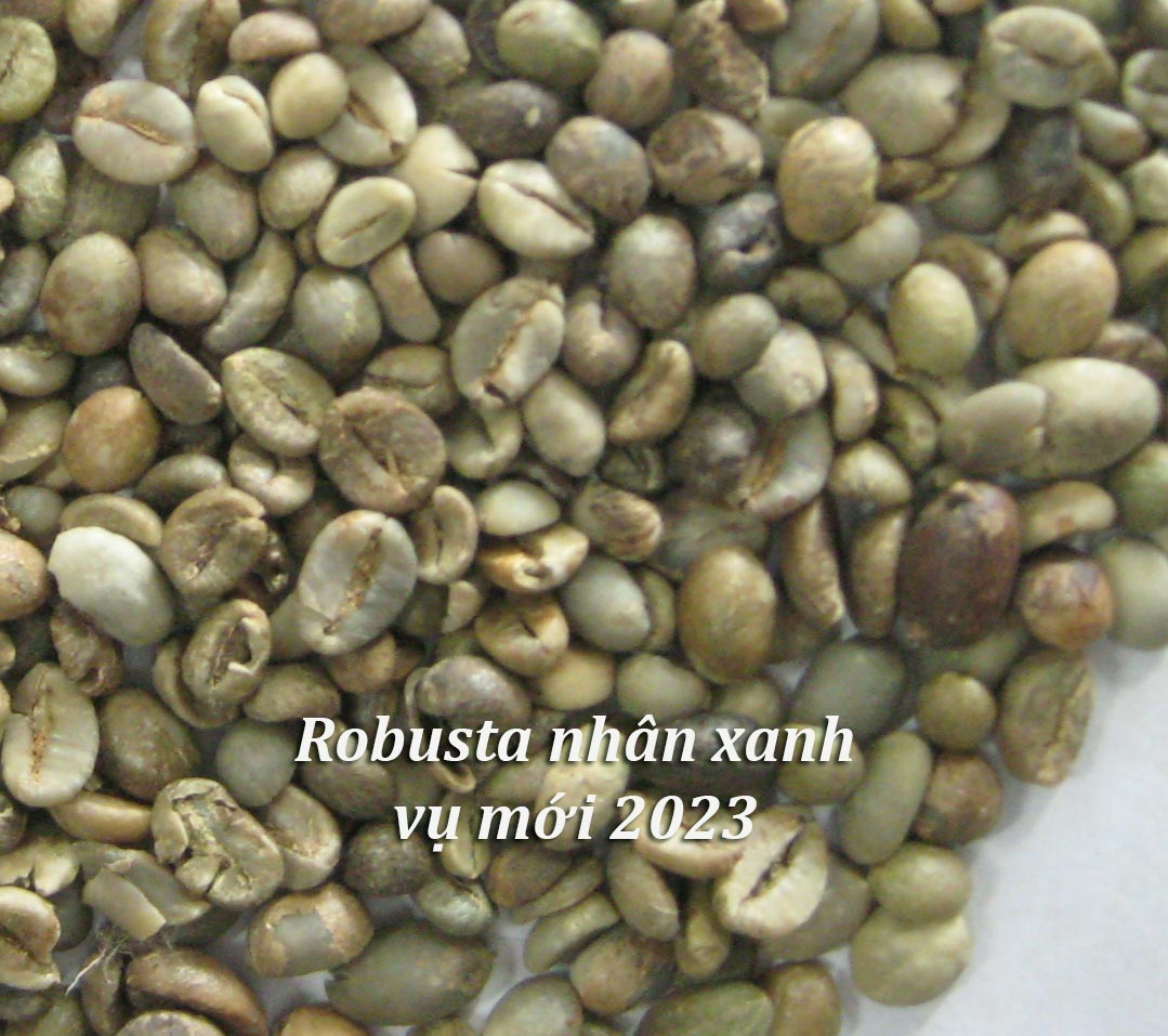 5kg Cà Phê Nhân Robusta S18 vụ mới 2023