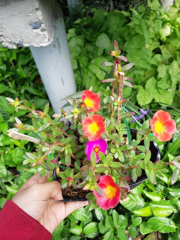 combo 3 chậu hoa 10 giờ THÁI - VIỆT - MỸ