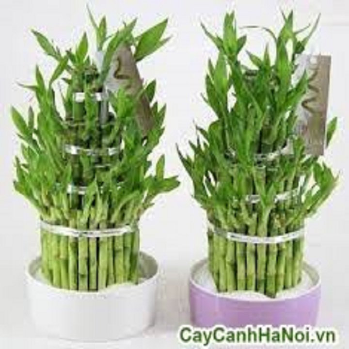 CÂY TRÚC PHÁT LÔC (CÂY TÀI LỘC) MANG LẠI MAY MẮN, TÀI LỘC CHO GIA CHỦ - CTPLMNTLCGC