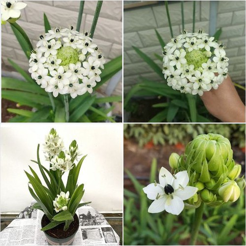 Củ giống hoa thiên nga - 1 củ - tghg