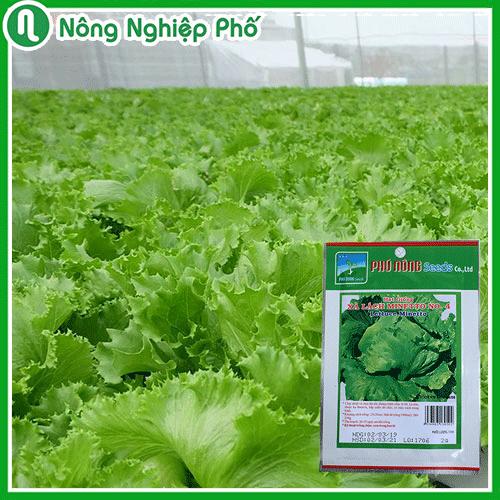 Hạt giống xà lách Minetto Phú Nông - Gói 2 gram - Nông Nghiệp Phố
