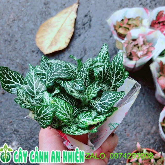 Cẩm Nhung Xanh Đậm