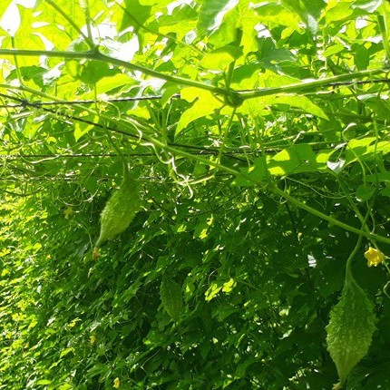 [HCM]Hạt giống Khổ qua rừng (Mướp đắng rừng)