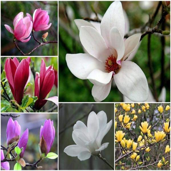 CÂY GIỐNG HOA MỘC LAN (MỚI)