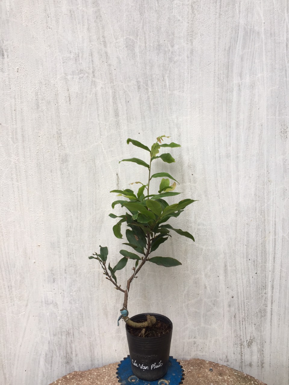 Mai Cúc Vạn Phúc