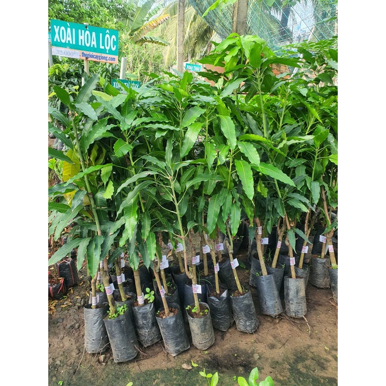 Cây Xoài Cát Hòa Lộc Giống
