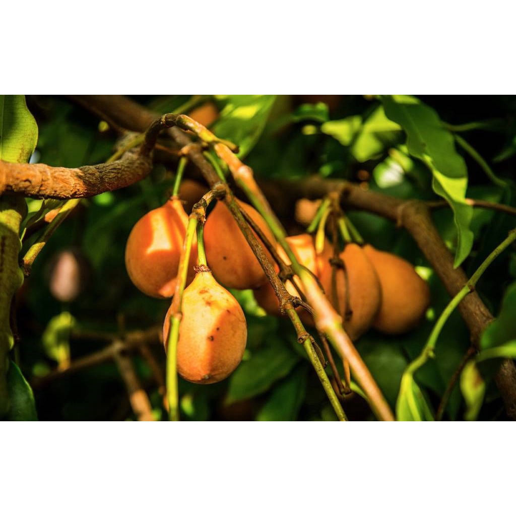 măng cụt vàng - cây giống nhập khẩu