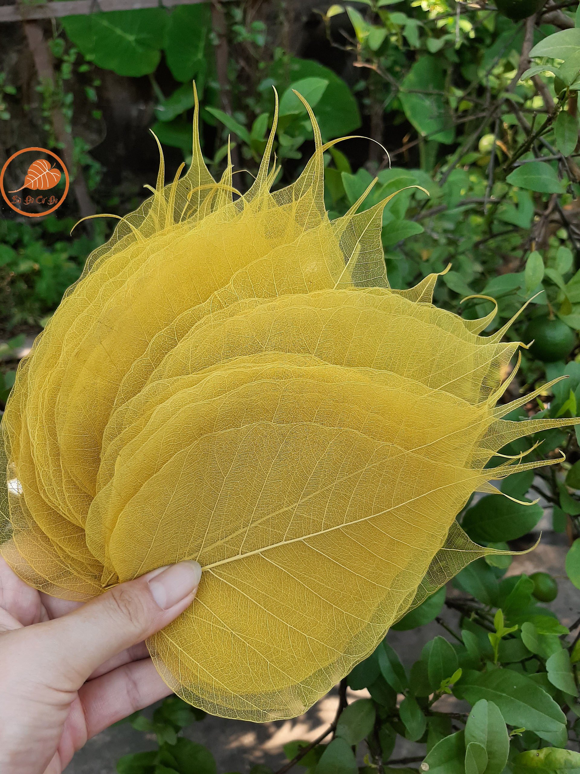 Set 100 lá bồ đề nhuộm vàng to(tặng 5 lá)