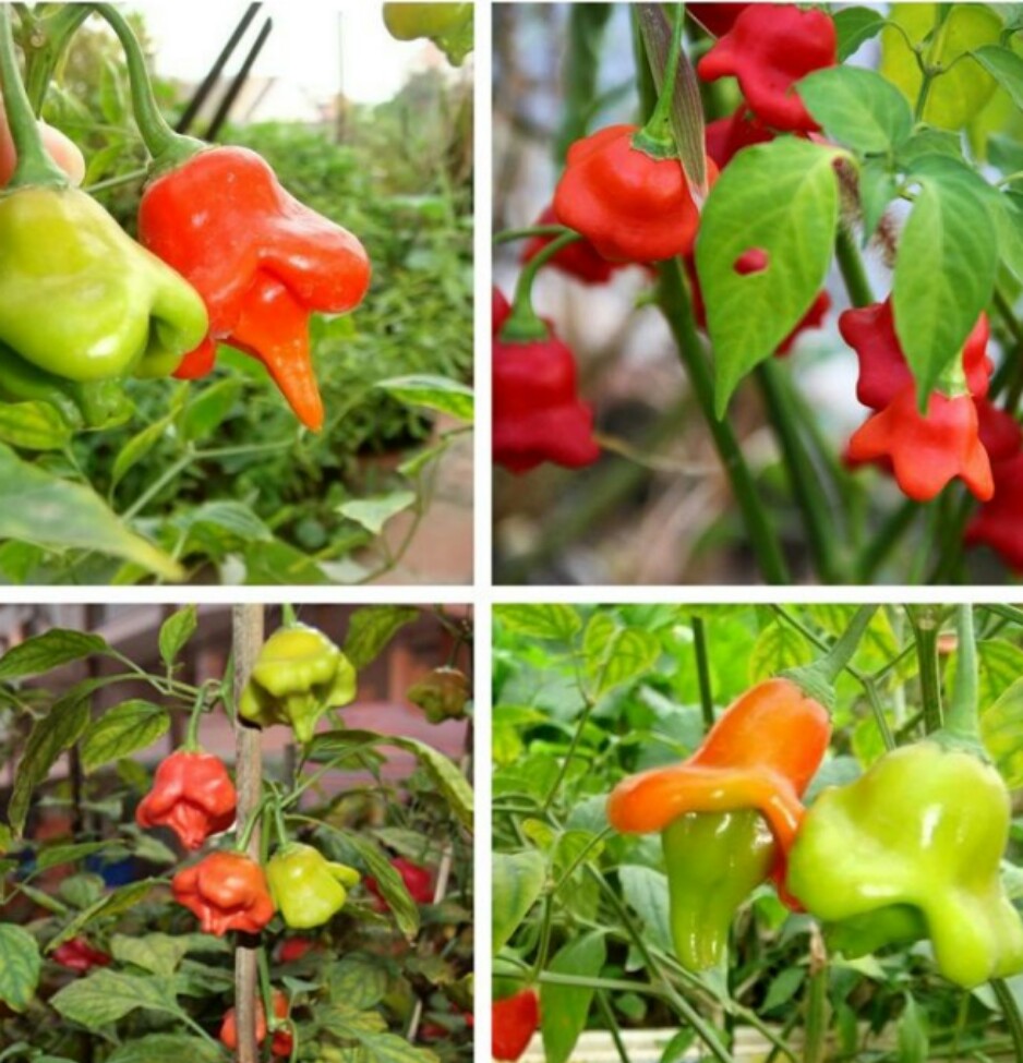 HẠT ỚT HOA HỒNG (gói 40 hạt)