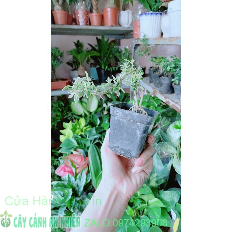 Bạch Tuyết Mai Bonsai Mini