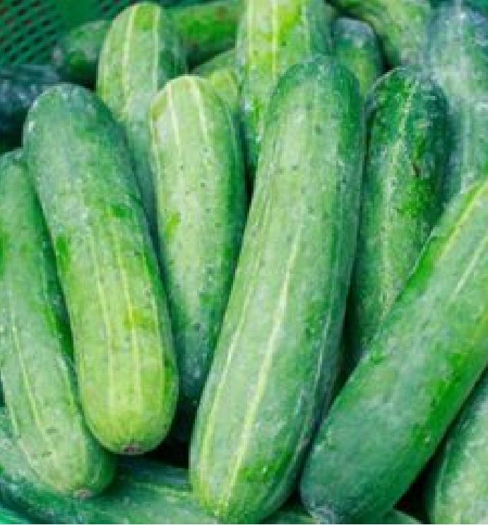 Hạt giống dưa chuột nếp ta ,dưa leo-gói 10 hạt