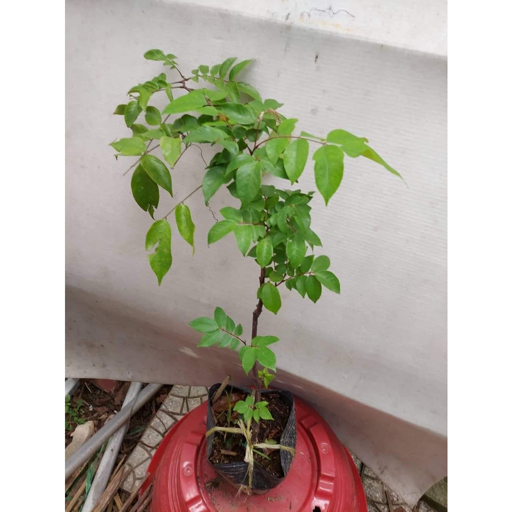 FREESHIP MAX -GIỐNG CÂY KHẾ NGỌT THÁI LAN ( GIỐNG MỚI - CHUẨN GIỐNG) (được kiểm tra )