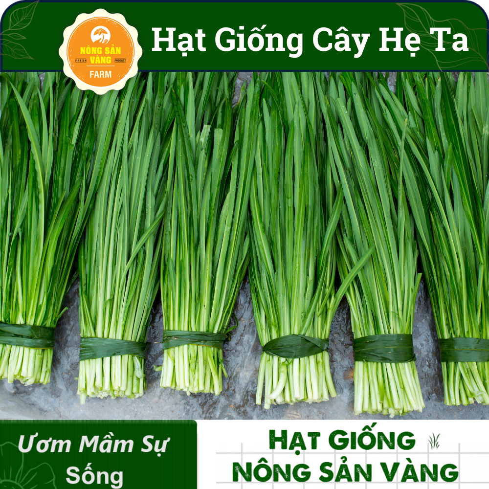 Hạt giống Rau Hẹ Ta Tỉ Lệ Nảy Mầm Cao, Sinh Trưởng Và Phát Triển Khỏe, Năng Suất Cao (Gói 1 Gram) - Nông Sản Vàng