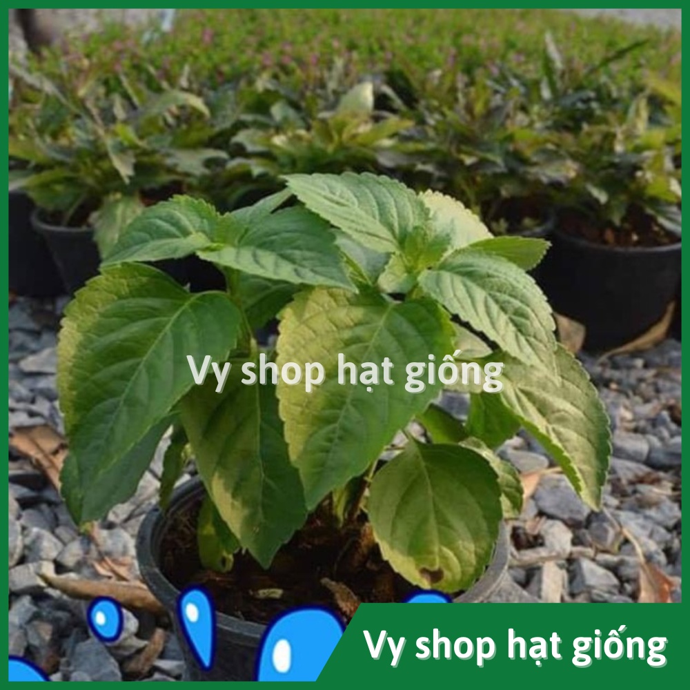 Hạt giống húng quế tây (tree basil) Thái Lan gói 30 hạt