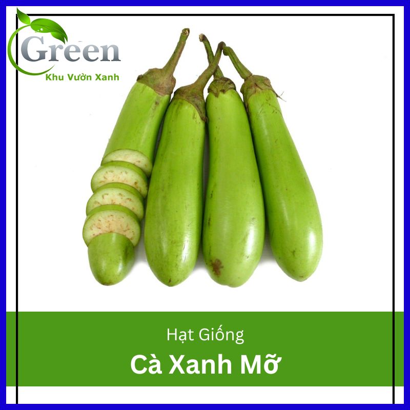 Hạt giống cà xanh mỡ