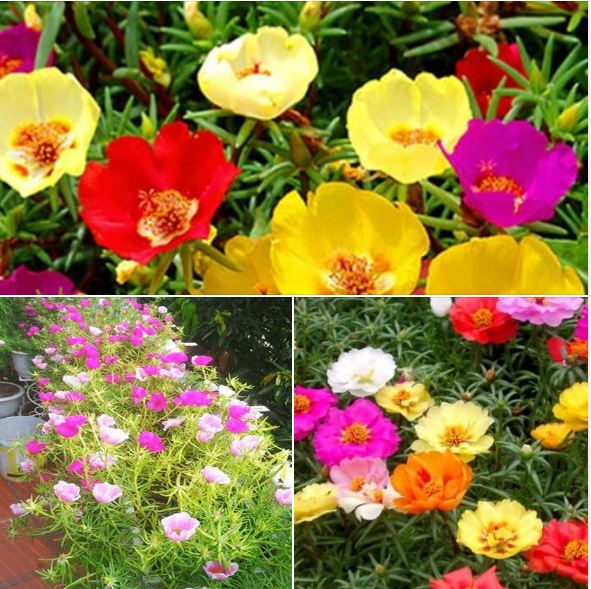 Combo 2 gói hạt giống hoa 10h ( 1 gói 10h kép mix + 1 gói 10h đơn mix )