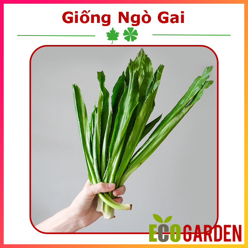 Hạt Giống Rau Ngò Gai (Ngò Tàu) Dễ Trồng (ECO.280)