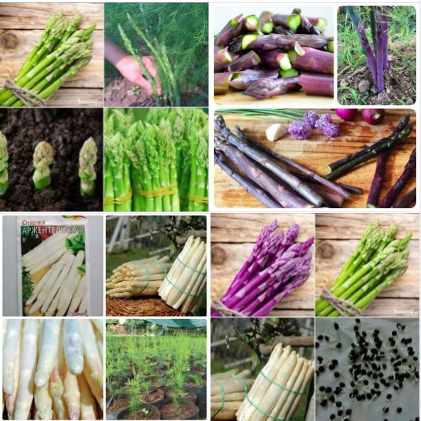 COMBO 3 loại măng tây ( xanh - trắng - tím  ) - TẶNG 1 gói kích hạt nảy mầm