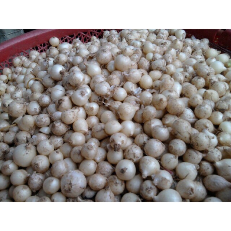 hành tăm, củ nén nghệ an 1kg