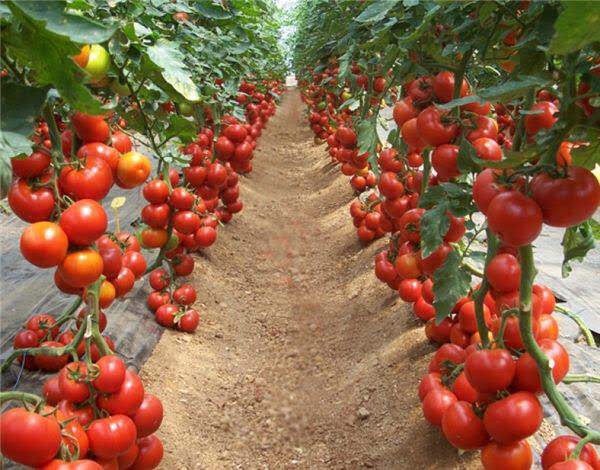Hạt giống cà chua BI lai F1 trái nhiều năng suất cao dễ trồng