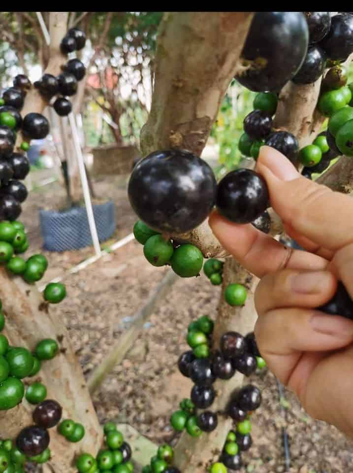 Cây Nho Thân Gỗ tứ quý