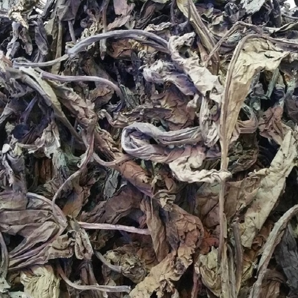 [Hàng mới về] Lá khôi tía khô túi lớn loại 500gram - Thảo Dược Tấn Phát - Hỗ trợ tốt cho sức khoẻ dạ dày
