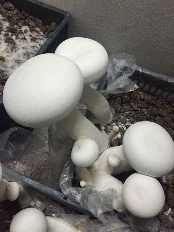 combo 5 phôi nấm đùi gà