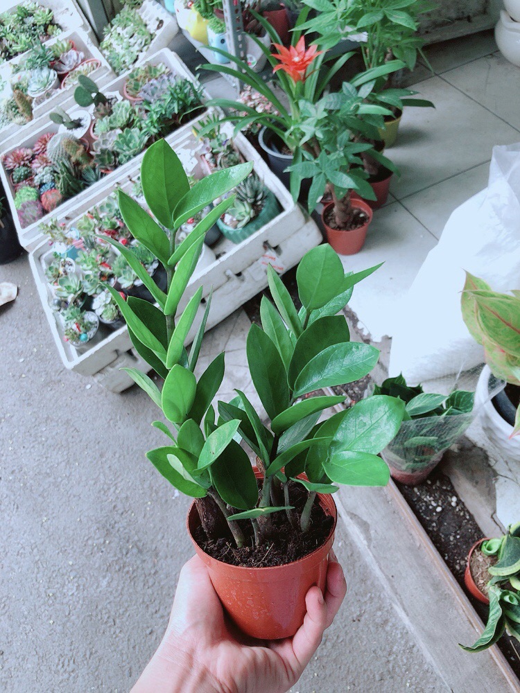 [HCM]Chậu kim tiền thái