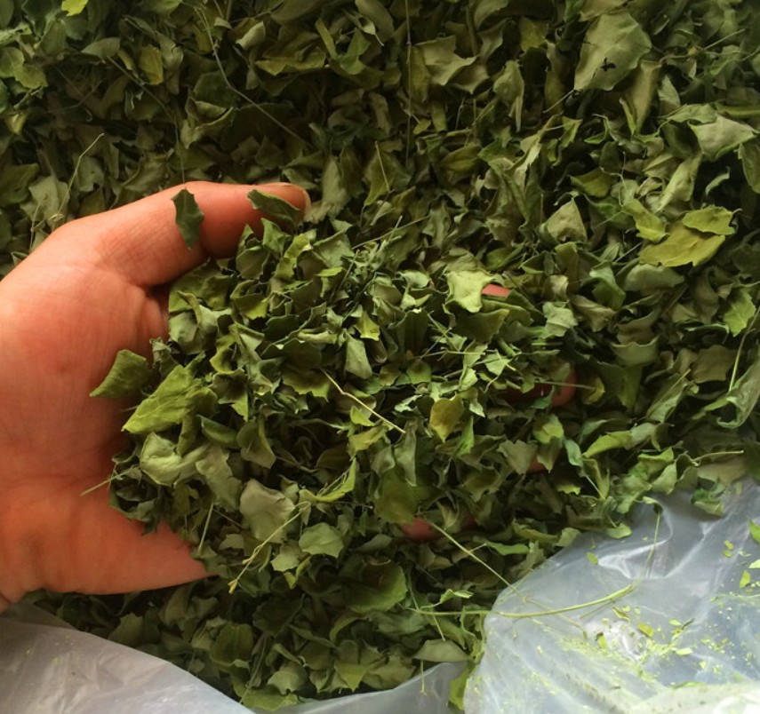 [100-Gram Small Bag] High Quality Clean Dried Moringa Leaves - Tan Phat