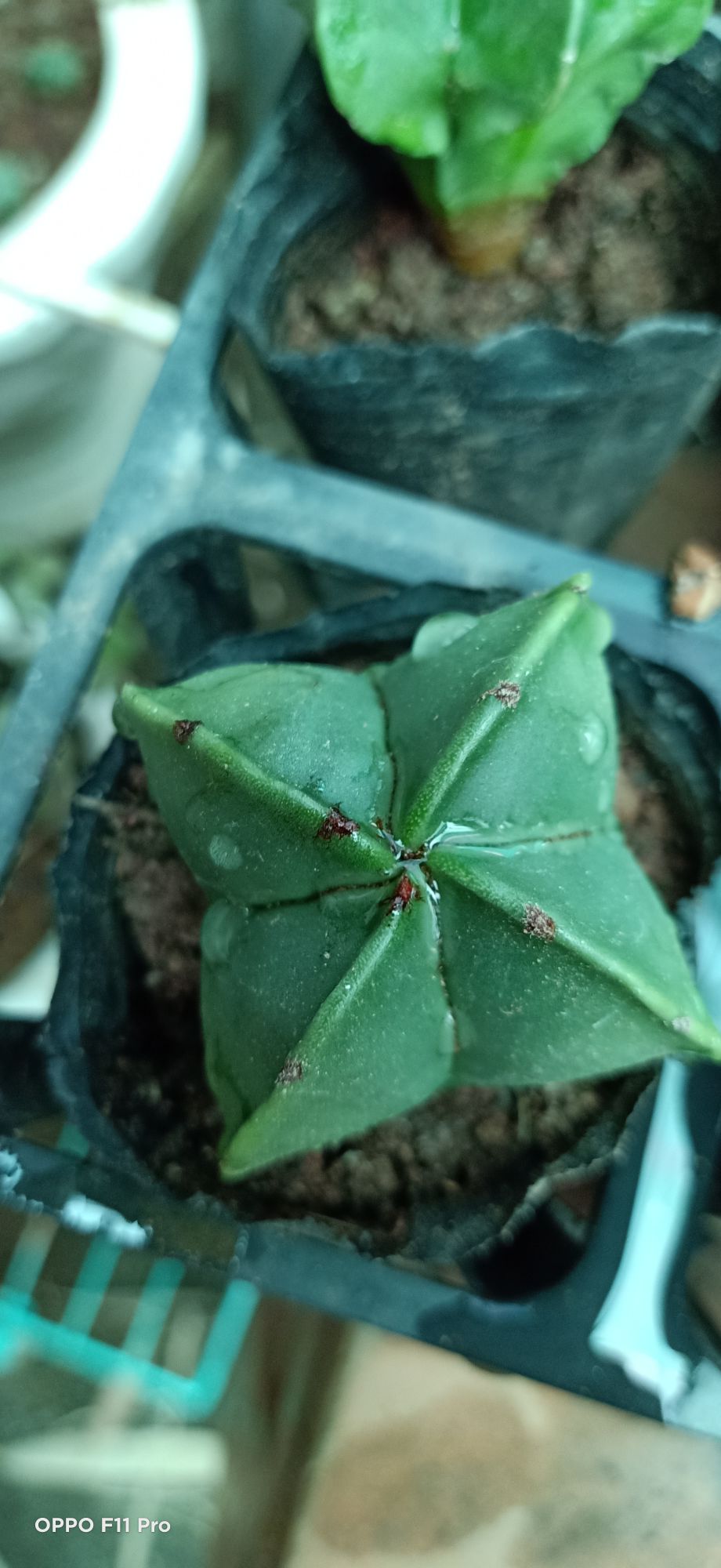 xương rồng astro 4 cạnh