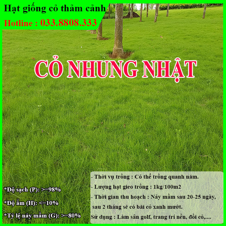 Hạt giống cỏ nhung nhật gói 500g- cỏ trồng thảm cảnh- cỏ trồng sân vườn - cỏ cảnh quan... - sản phẩm uy tín chất lượng - mua ngay