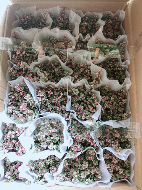 Cây ĐôLa Hồng