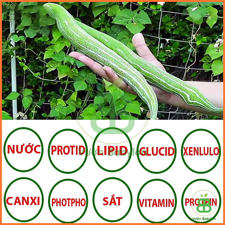 Hạt Giống Mướp Rắn Trái To, Siêu Dài 2Gr