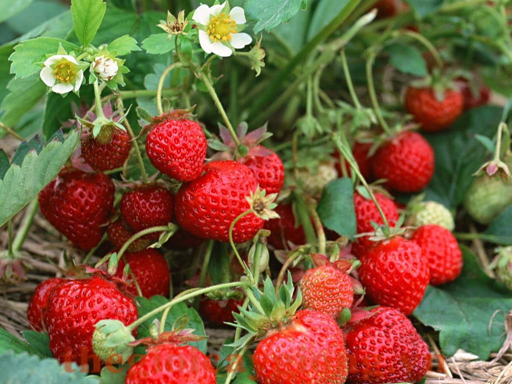 🍓Hạt Giống Dâu Tây🍓(Chịu Nhiệt , Quả To Mọng) - 100 hạt ~ 0.01gr/gói