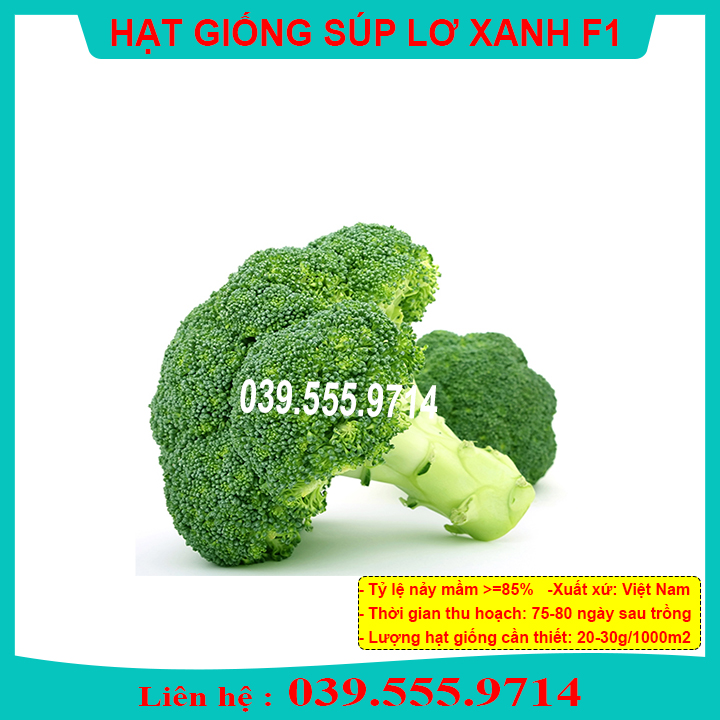 Hạt giống Súp lơ xanh F1 (VA.Marathone) – 3.300 Hạt
