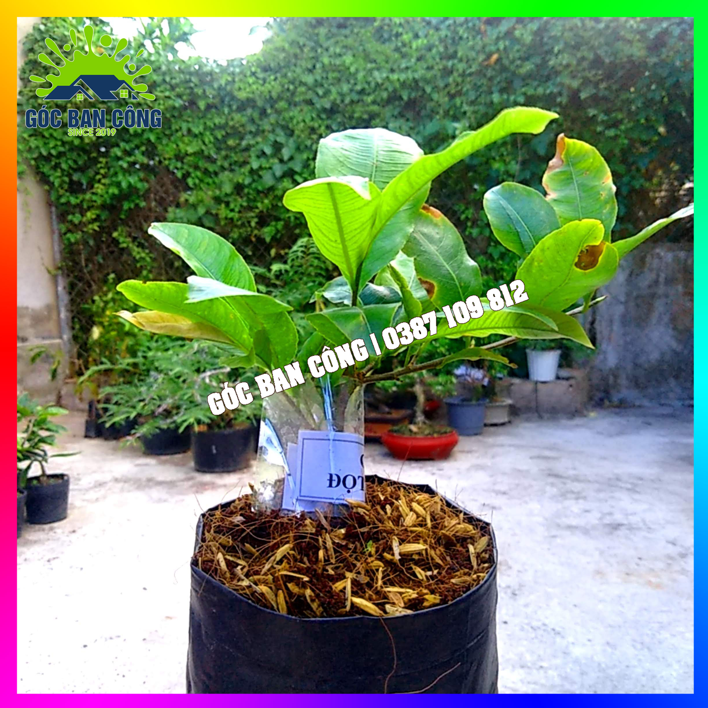 Cây Mai Cúc Đọt Xanh Gốc Quái Mini
