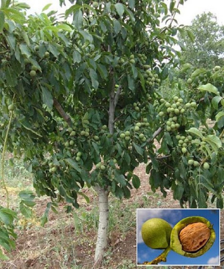 CÂY ÓC CHÓ GIEO HẠT
