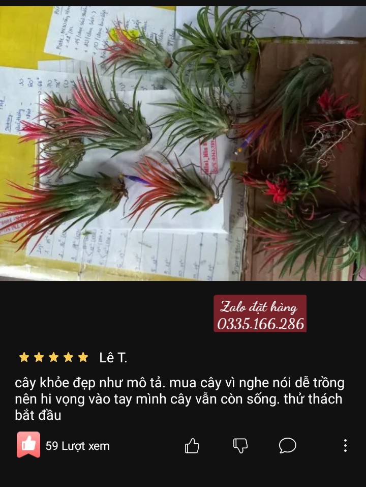 Cây không khí thạch thảo lá đỏ (cây to, đẻ nhánh)