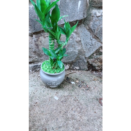 Chậu Phát Tài Giò Gà 3 Thân