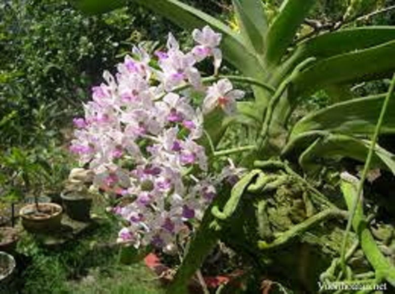 LAN RỪNG QUẾ TÍM - Hàng chuẩn Rừng - HOA ĐẸP THƠM