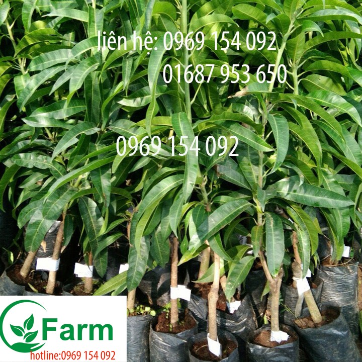 Cây xoài thái tím - Cây giống gửi nguyên bầu