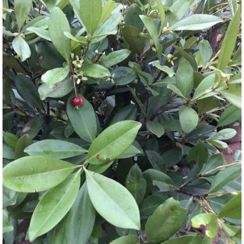 [Chuẩn Giống F1] CÂY GIỐNG CHERRY BRAZIL