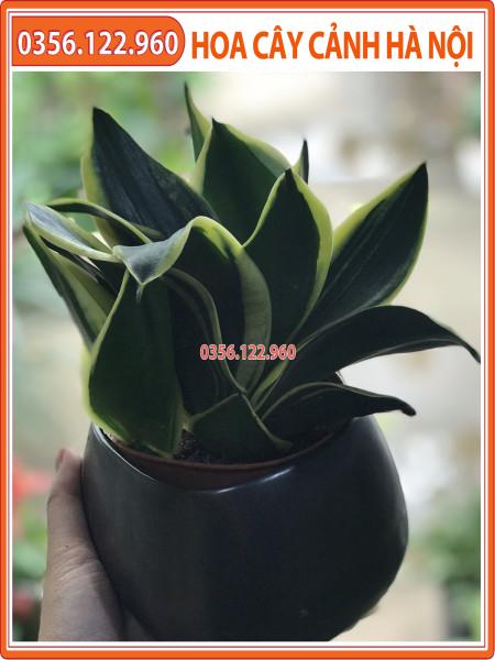 CÂY LƯỠI HỔ THÁI