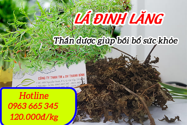 Lá Đinh Lăng Khô 1KG - Đông Y Thanh Bình